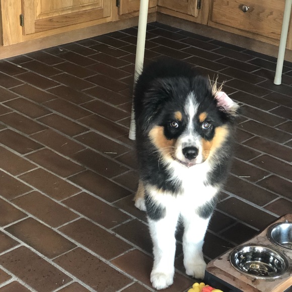 Meet your Posher, Kathy, The Ruffled Robin - Picture 10 of 11